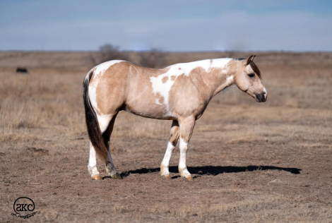 HorseID: 2247450 Theodore - PhotoID: 1033507