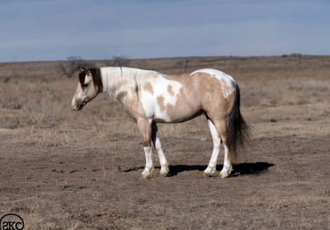 HorseID: 2247450 Theodore - PhotoID: 1033508