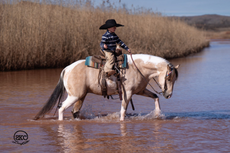 HorseID: 2247450 Theodore - PhotoID: 1033509