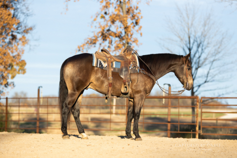 HorseID: 2247451 HQH A GREEDY RIO - PhotoID: 1033502