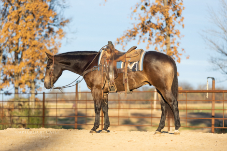 HorseID: 2247451 HQH A GREEDY RIO - PhotoID: 1045924