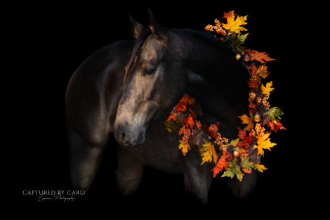 HorseID: 2247451 HQH A GREEDY RIO - PhotoID: 1045925