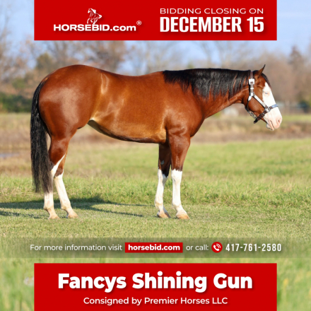 HorseID: 2247452 Fancys Shining Gun - PhotoID: 1028000
