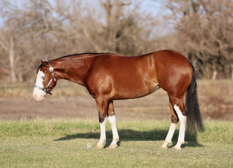 HorseID: 2247452 Fancys Shining Gun - PhotoID: 1028001