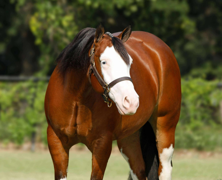 HorseID: 2247452 Fancys Shining Gun - PhotoID: 1028002