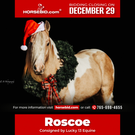 HorseID: 2247454 Roscoe - PhotoID: 1036990
