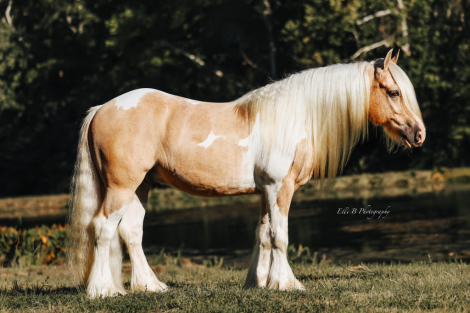 HorseID: 2247454 Roscoe - PhotoID: 1089904