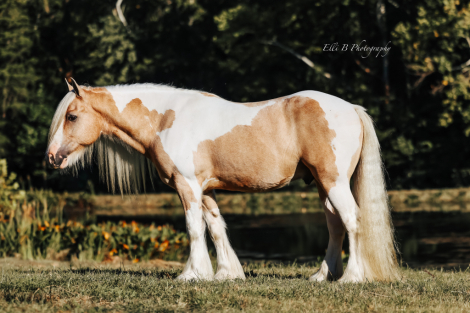 HorseID: 2247454 Roscoe - PhotoID: 1089905