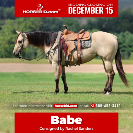 HorseID: 2247455 MMB TINSELTOWN CROME - PhotoID: 1028035