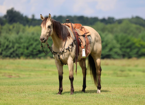 HorseID: 2247455 MMB TINSELTOWN CROME - PhotoID: 1045891