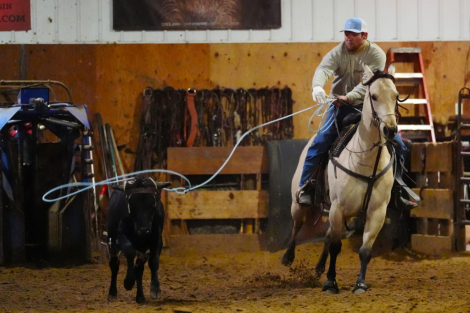 HorseID: 2247455 MMB TINSELTOWN CROME - PhotoID: 1045892