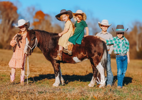 HorseID: 2247456 Hotshot - PhotoID: 1042249