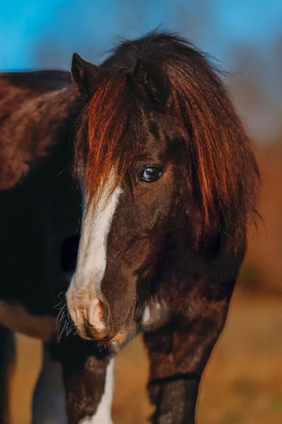 HorseID: 2247456 Hotshot - PhotoID: 1045881