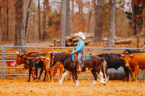 HorseID: 2247456 Hotshot - PhotoID: 1045882