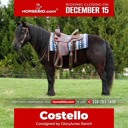 HorseID: 2247457 Felllegend Costello - PhotoID: 1042237