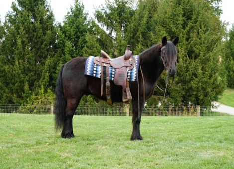 HorseID: 2247457 Felllegend Costello - PhotoID: 1045874