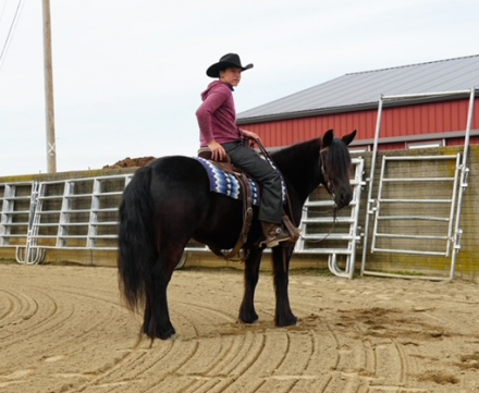 HorseID: 2247457 Felllegend Costello - PhotoID: 1045875