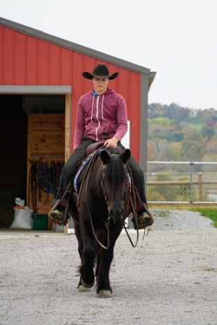 HorseID: 2247457 Felllegend Costello - PhotoID: 1063944