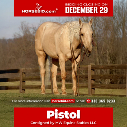 HorseID: 2249906 Pistol - PhotoID: 1033498