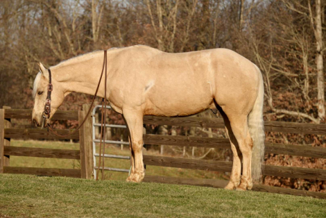 HorseID: 2249906 Pistol - PhotoID: 1033499