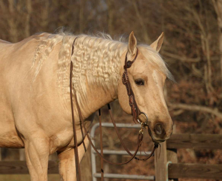 HorseID: 2249906 Pistol - PhotoID: 1033500