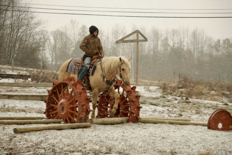 HorseID: 2249906 Pistol - PhotoID: 1049438