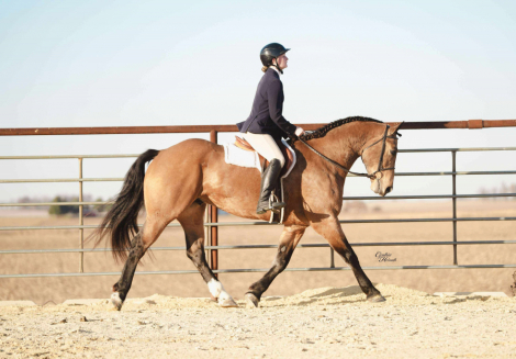 HorseID: 2249907 Cinch - PhotoID: 1081215