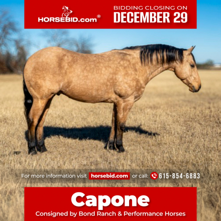 HorseID: 2249908 HF THE BEAST - PhotoID: 1028770