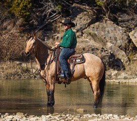 HorseID: 2249908 HF THE BEAST - PhotoID: 1045877