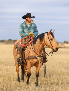 HorseID: 2249908 HF THE BEAST - PhotoID: 1077837