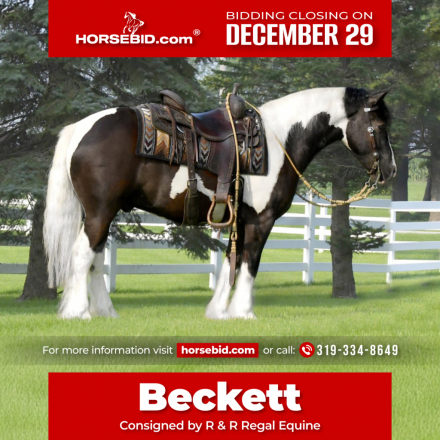 HorseID: 2249911 Beckett - PhotoID: 1045896