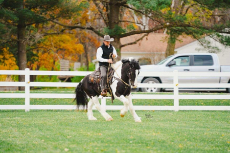 HorseID: 2249911 Beckett - PhotoID: 1089897