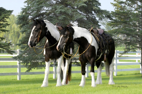 HorseID: 2249911 Beckett - PhotoID: 1089899