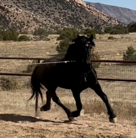 HorseID: 2250315 Eight Mile's Tyrone - PhotoID: 1032757