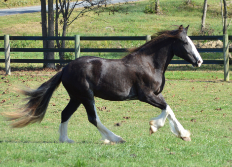 HorseID: 2251970 CHESTNUT OAK'S DUNNETT - PhotoID: 1084759