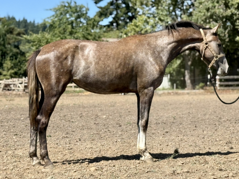 HorseID: 2252511 Tantalizing - PhotoID: 1073242