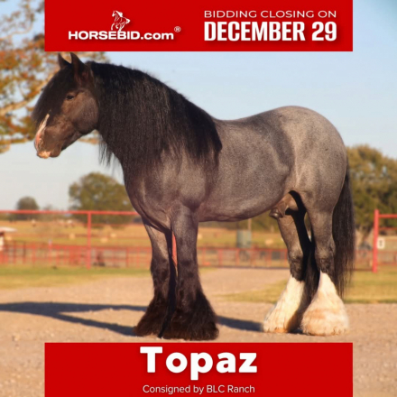 HorseID: 2253891 Topaz - PhotoID: 1029665