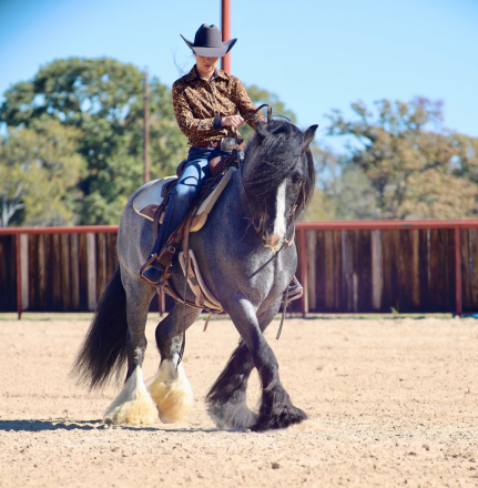 HorseID: 2253891 Topaz - PhotoID: 1036053