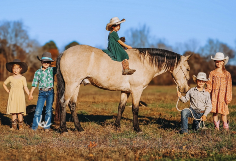 HorseID: 2253893 Gus - PhotoID: 1029661