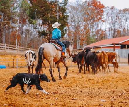 HorseID: 2253893 Gus - PhotoID: 1045915