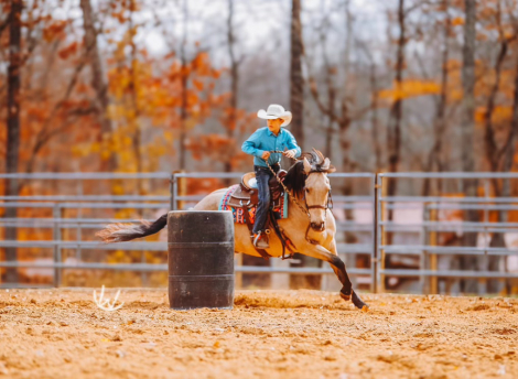 HorseID: 2253893 Gus - PhotoID: 1045916