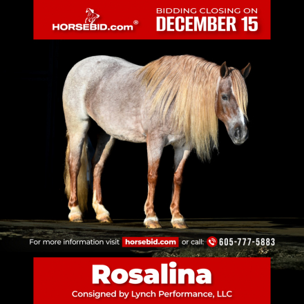 HorseID: 2253894 Rosalina - PhotoID: 1042229