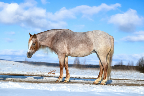 HorseID: 2253894 Rosalina - PhotoID: 1042230