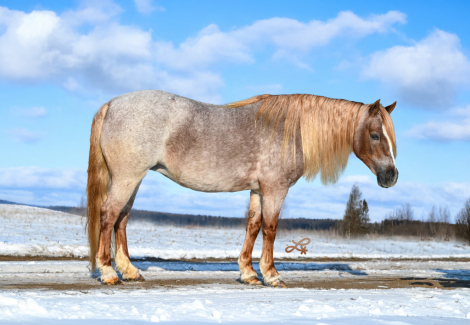 HorseID: 2253894 Rosalina - PhotoID: 1042231