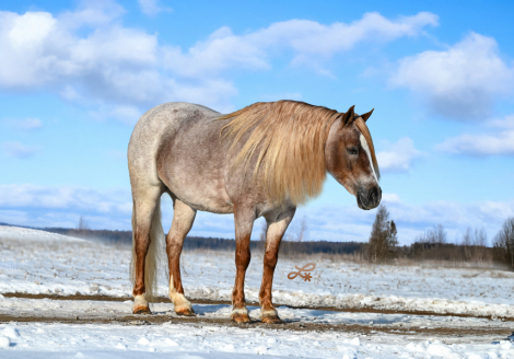 HorseID: 2253894 Rosalina - PhotoID: 1042232