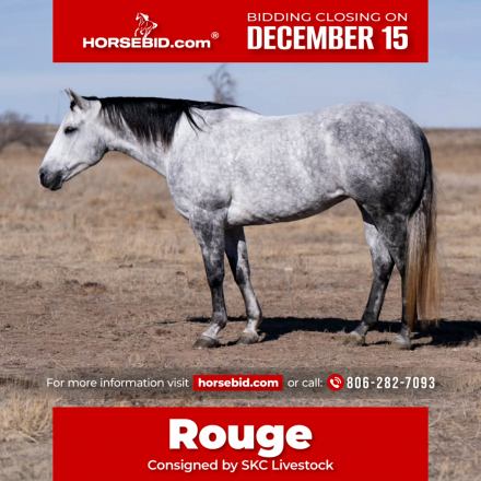 HorseID: 2253895 Cats LIL Majorette - PhotoID: 1028754