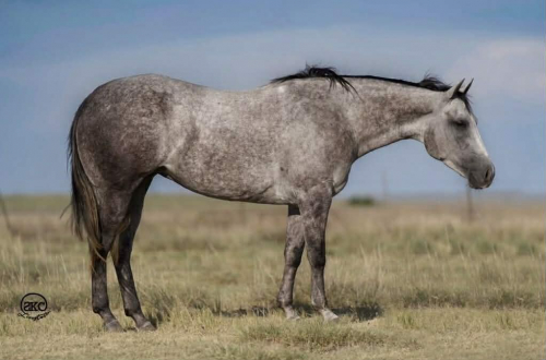 HorseID: 2253895 Cats LIL Majorette - PhotoID: 1045912