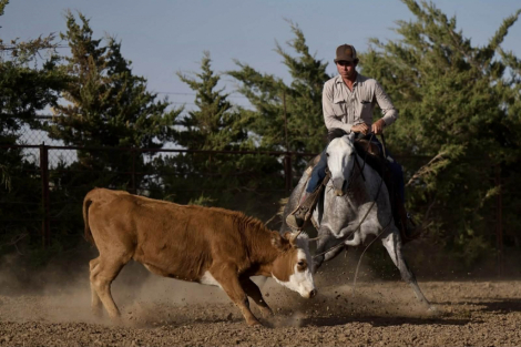 HorseID: 2253895 Cats LIL Majorette - PhotoID: 1045914