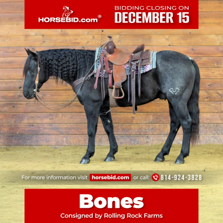 HorseID: 2260686 WHIPP HANCOCK BURKE - PhotoID: 1045900