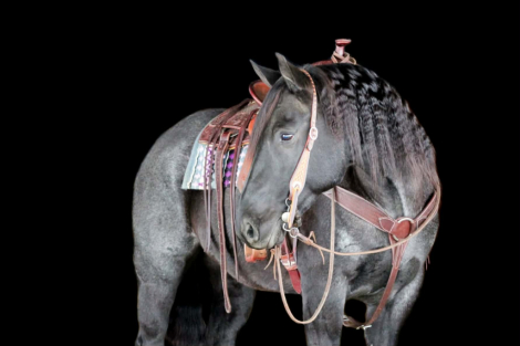 HorseID: 2260686 WHIPP HANCOCK BURKE - PhotoID: 1087043